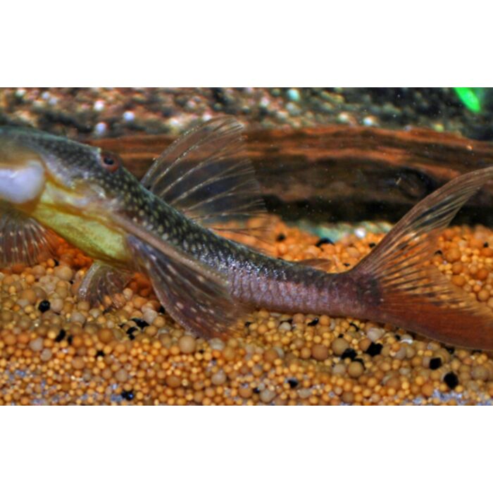 Lasiancistrus Heteracanthus