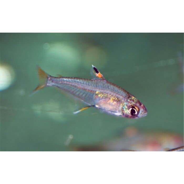 Hyphessobrycon Cf Troemneri / Tetra Peru