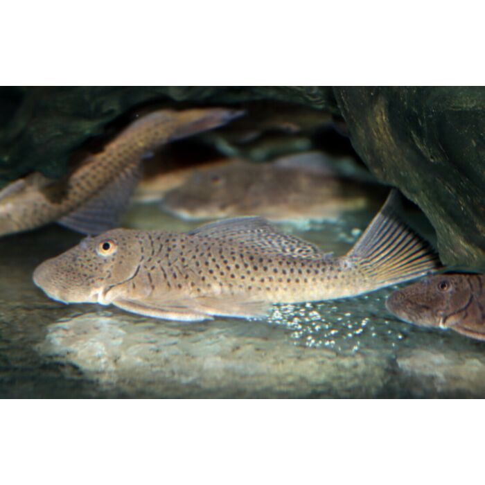 Chaetostoma Sp. M/L Chaetostoma L335