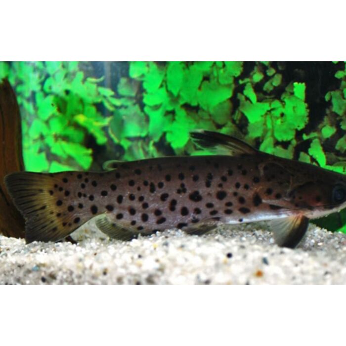 Auchenipterichthys Punctatus / Meerval Punctatus