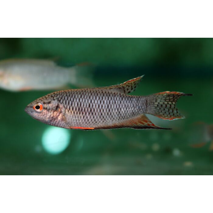 Macropodus Spechti / Zwarte Paradijsvis