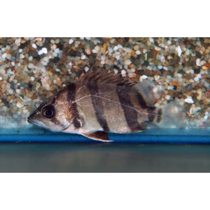 Datnioides Undecimradiatus / Mekong-Tigerbarsch