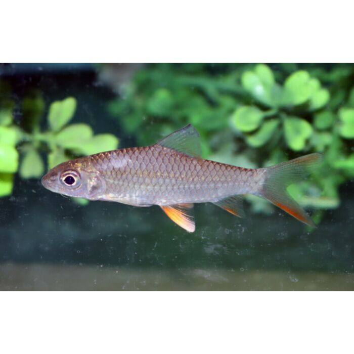 Hypselobarbus Jerdoni / Roodvinbarbeel