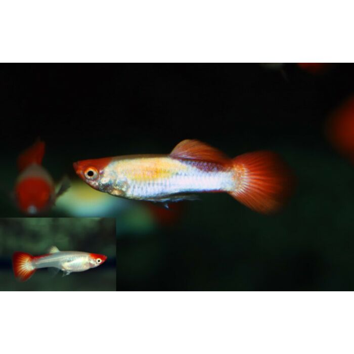 Poecilia Reticulatus Koi / Gup Koi