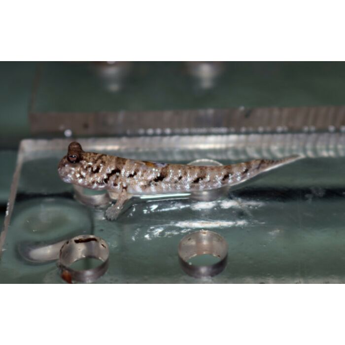 Periophthalmus Argentilineatus S/M Slijkspringer