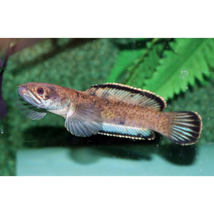 Channa Pardalis Gold Dust / Slangekopvis