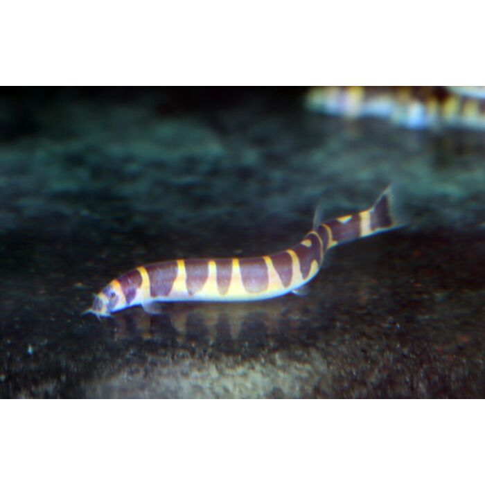 Pangio Semicincta / Halfband Slangenvisje