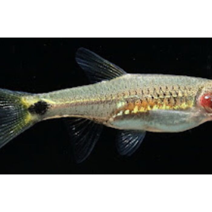Rasbora Kalbarensis M