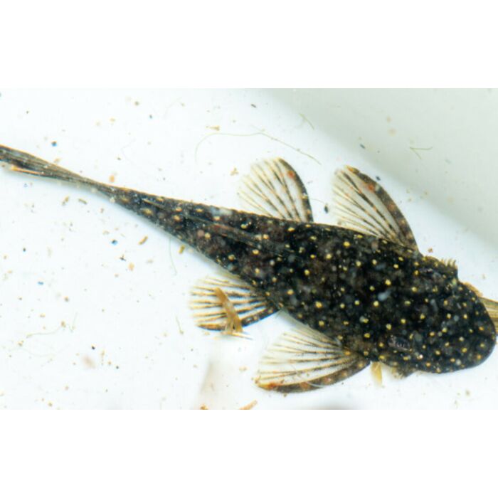 Ancistrus Patronus S