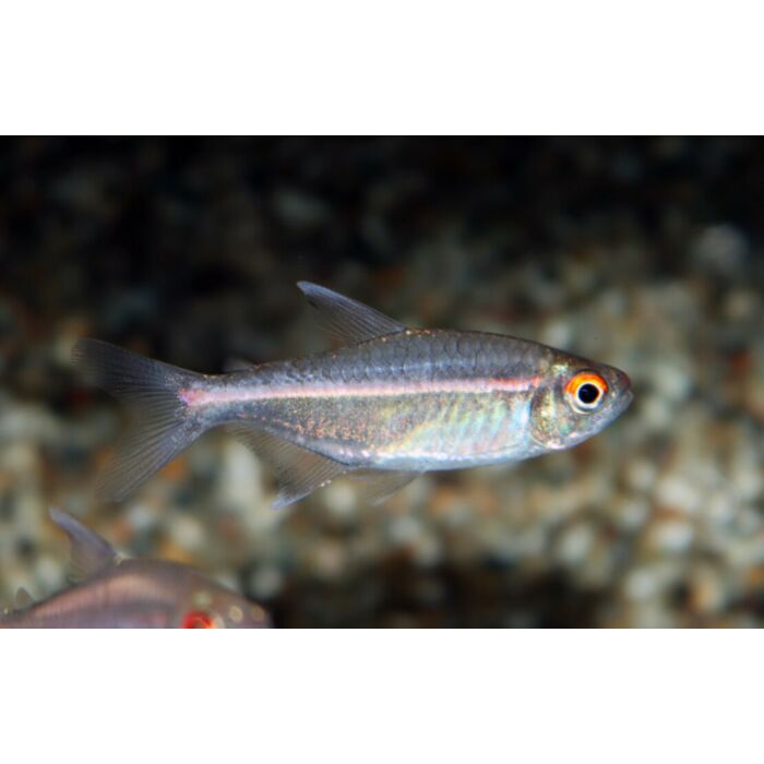 Hemigrammus Coeruleus F1 / Tetra Coeruleus