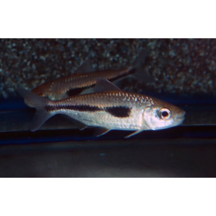 Bryconaethiops Boulengeri / Boulengeri Veervin Tetra