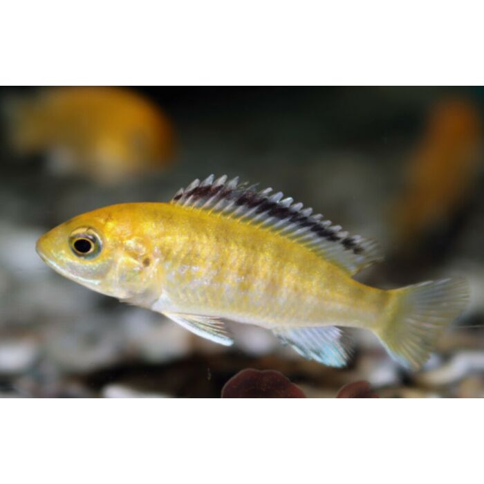 Labidochromis Caeruleus Kakusa / Malawi Cichlide Caeruleus Kakusa