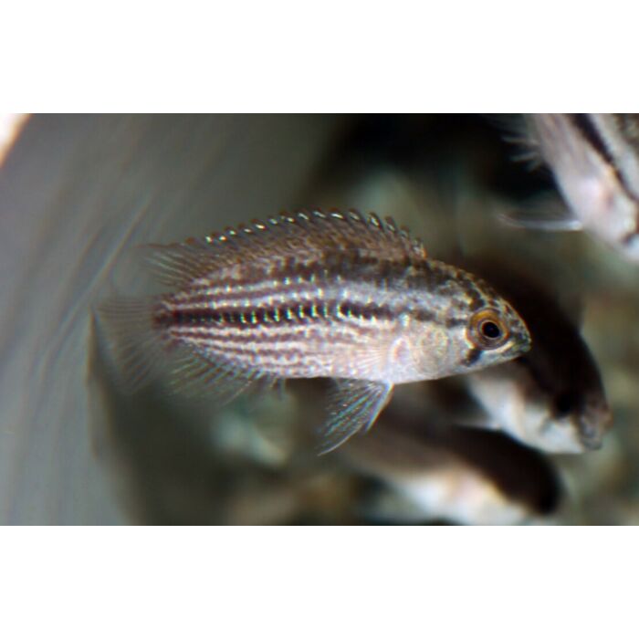 Nannacara Taenia / Dwergcichlide Taenia