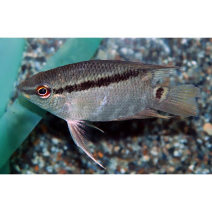 Mesonauta Egregius Vlagcichlide Colombia