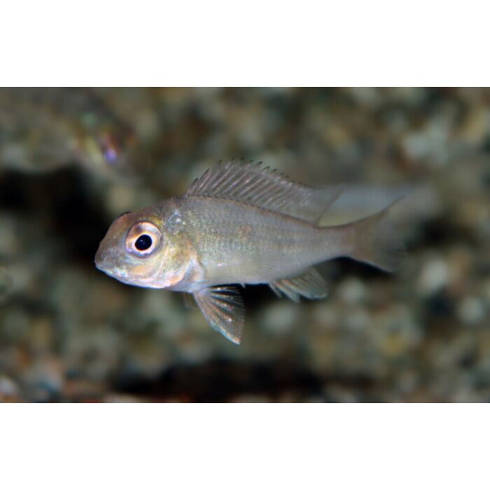 Geophagus Pindare Aardeter Pindare