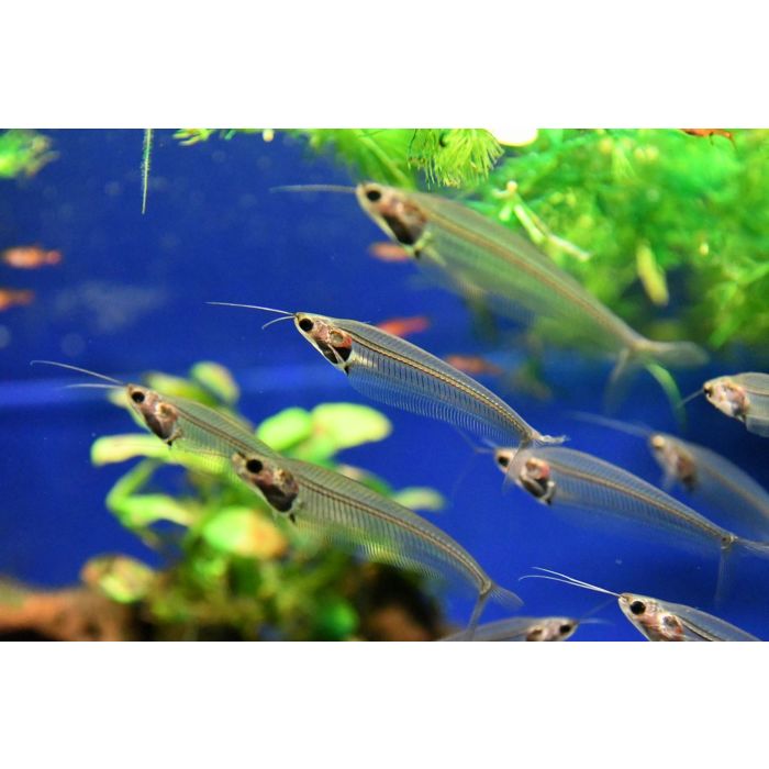 Kryptopterus Bicirrhis / Indische Glasmeerval