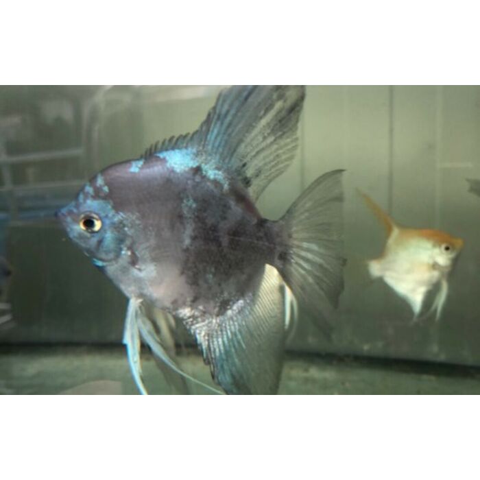 P. Scalare Pinoy Paraiba Blue M/L Maanvis Pinoy Paraiba Blauw