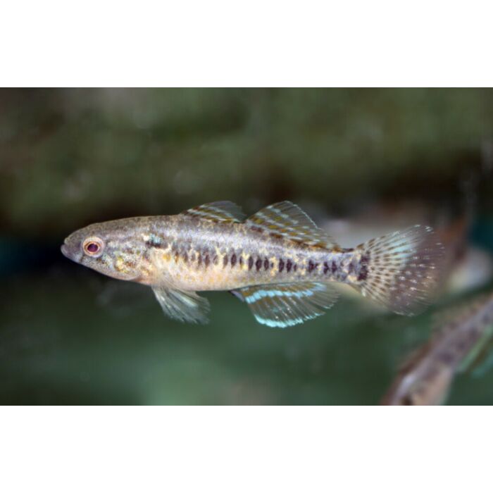 Dormitator Lebretonis / Klei Grondel