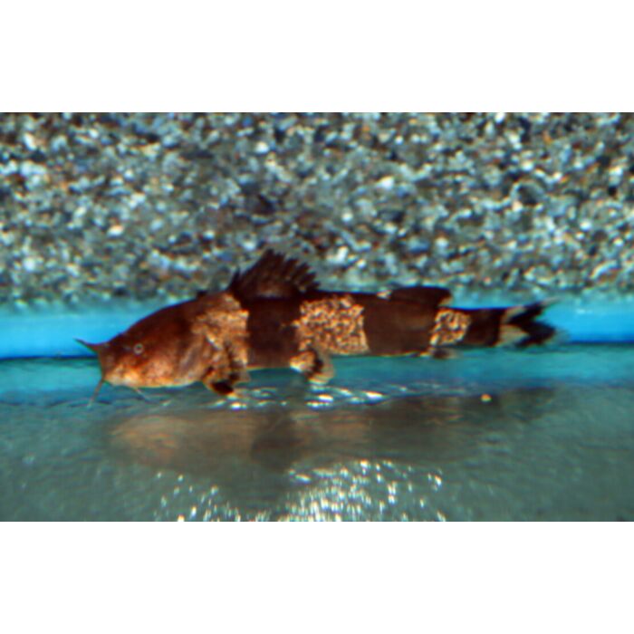 Rhyacoglanis Pulcher / Hummelwels