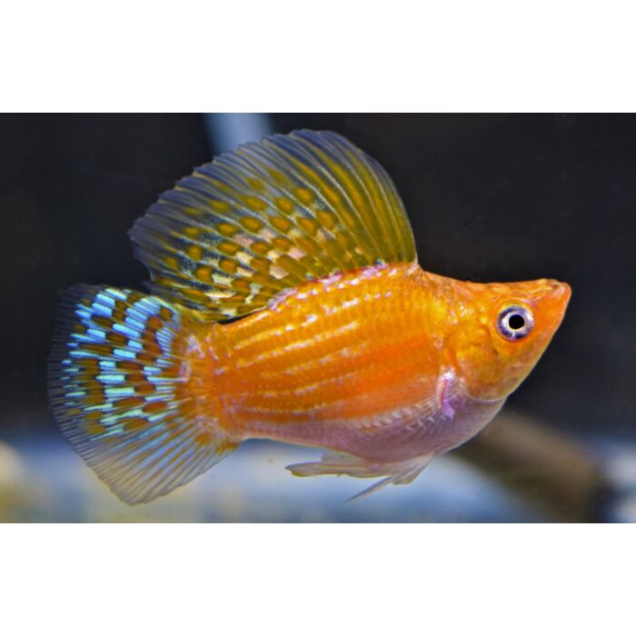Poecilia Sphenops Balloon Orange / Ballon Molly Oranje