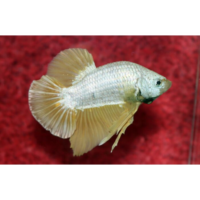 Betta Sp. Plakat Platinum Gold Kempvis Plakat Platinum Gold