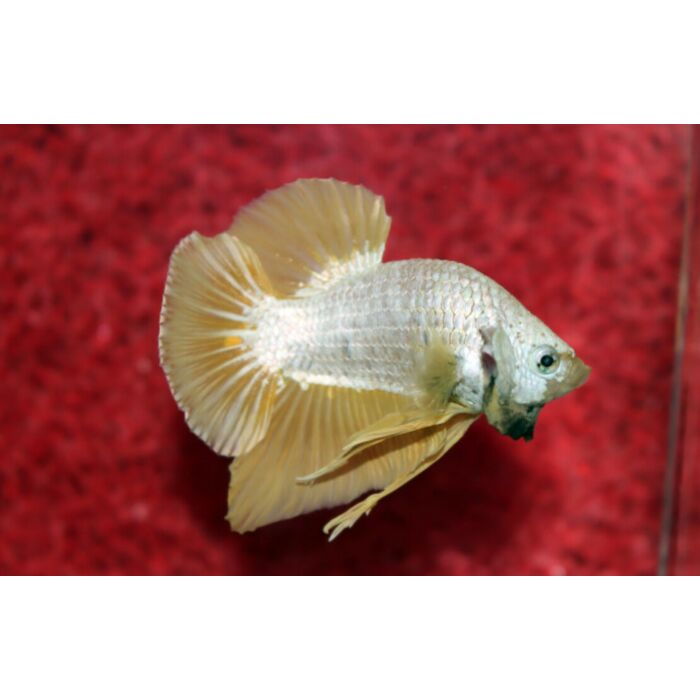 Betta Sp. Plakat Platinum Gold Kempvis Plakat Platinum Gold