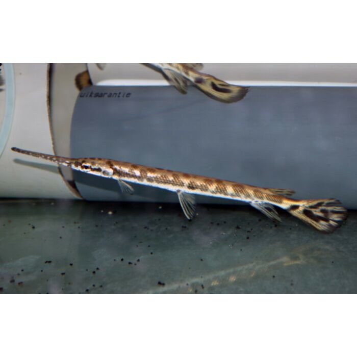 Lepisosteus Osseus / Langneus Beentongsnoek