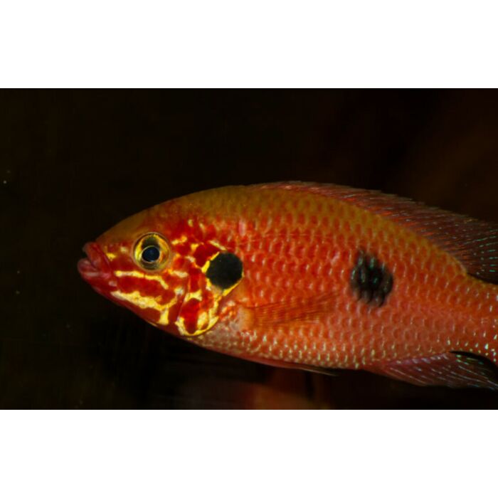 Hemichromis Ankasa / Juweelcichlide Akasa