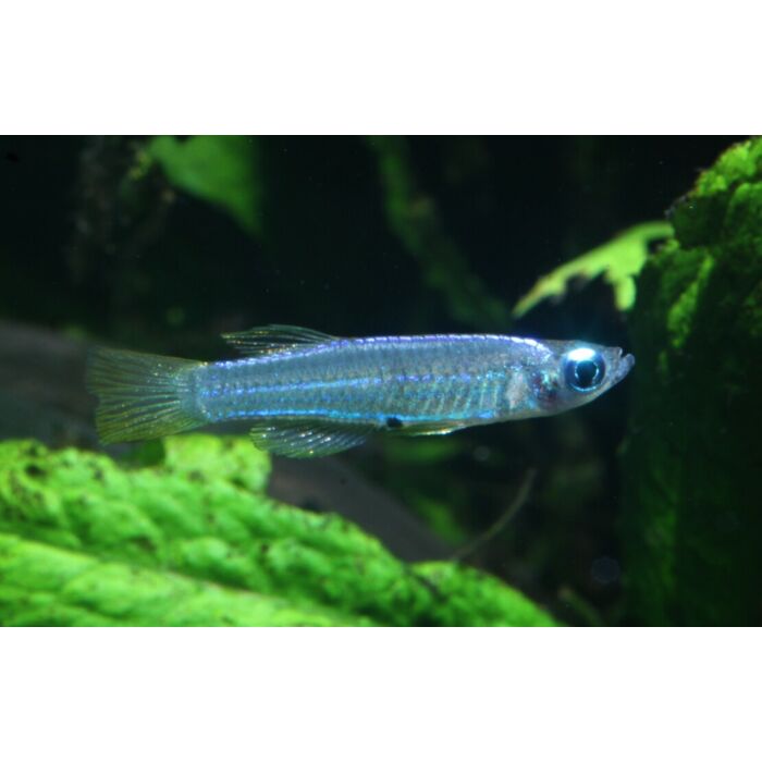 Poropanchax Stigmatopygus / Lichtoogje Stigmatopygus