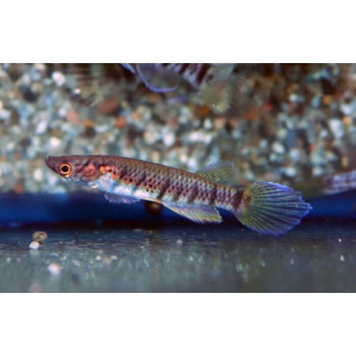Epiplatys Sexfasciatus Infrafasciatus / Killivis Sexfasciatus Infrafasciatus
