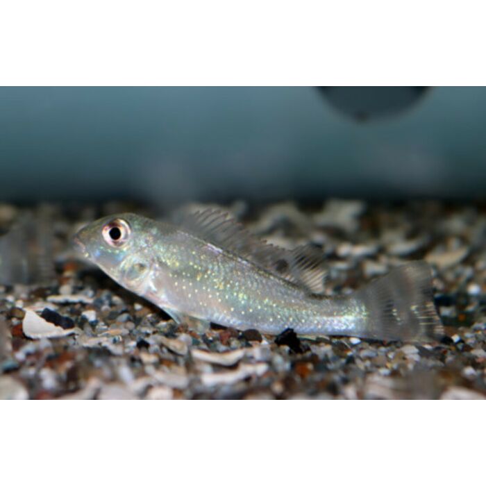 Retroculus Xinguensis Cichlide Xinguensis