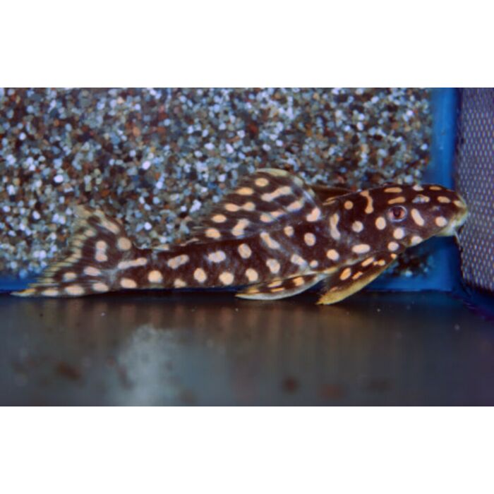 Scobiancistrus SP / Opal Spot Pleco L082