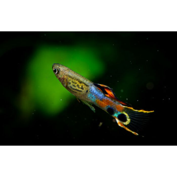 Poecilia Wingei Snakeskin Campoma / Endler Gup Snakeskin Campoma