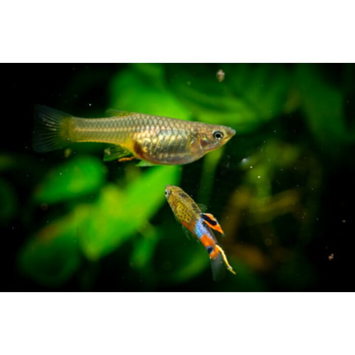 Poecilia Wingei Snakeskin Campoma / Endler Gup Snakeskin Campoma