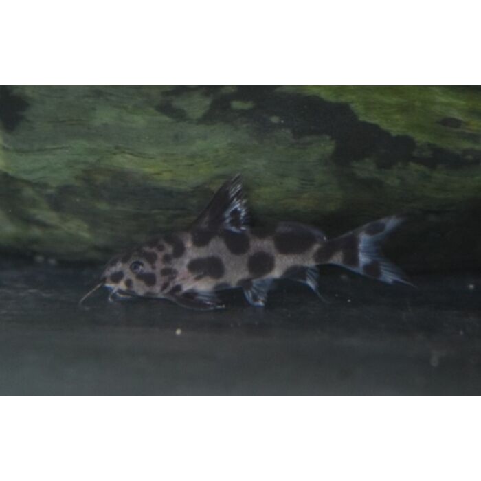 Synodontis Multipunctatus X Decorus / Baardmeerval Multipunctatus X Decorus