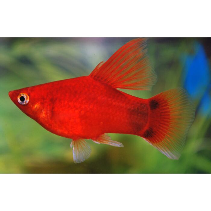 Xiphophorus Maculatus Highfin Red Mickey / Platy Highfin Rood Mickey