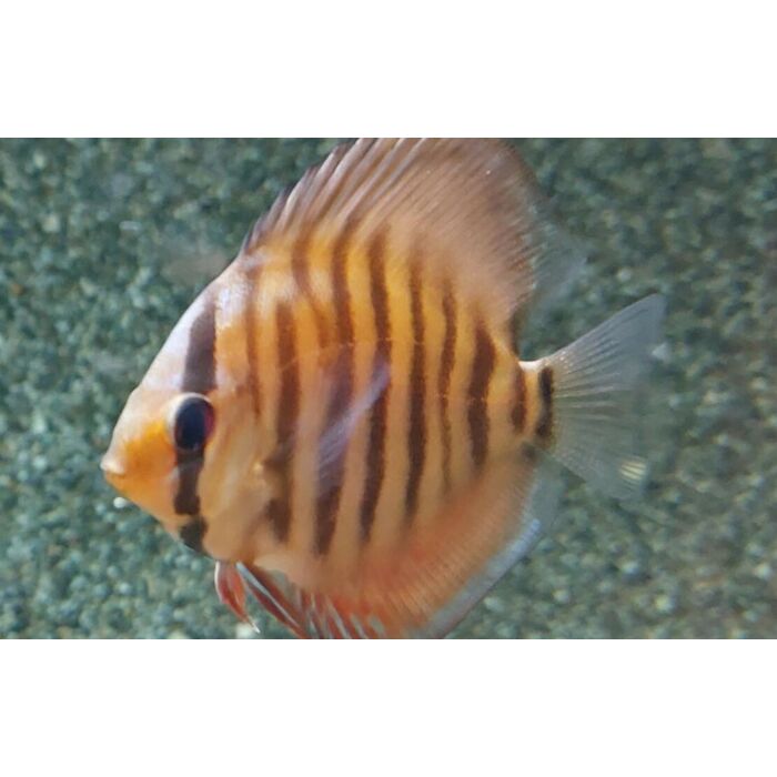 S. Aequifasciatus Santarem / Discus Santarem