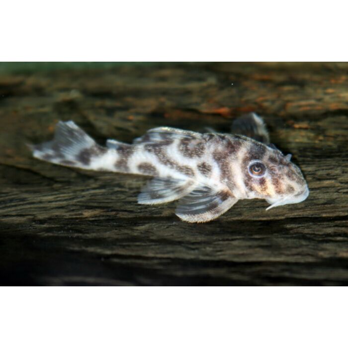 Hypancistrus / Panda Pleco L174 