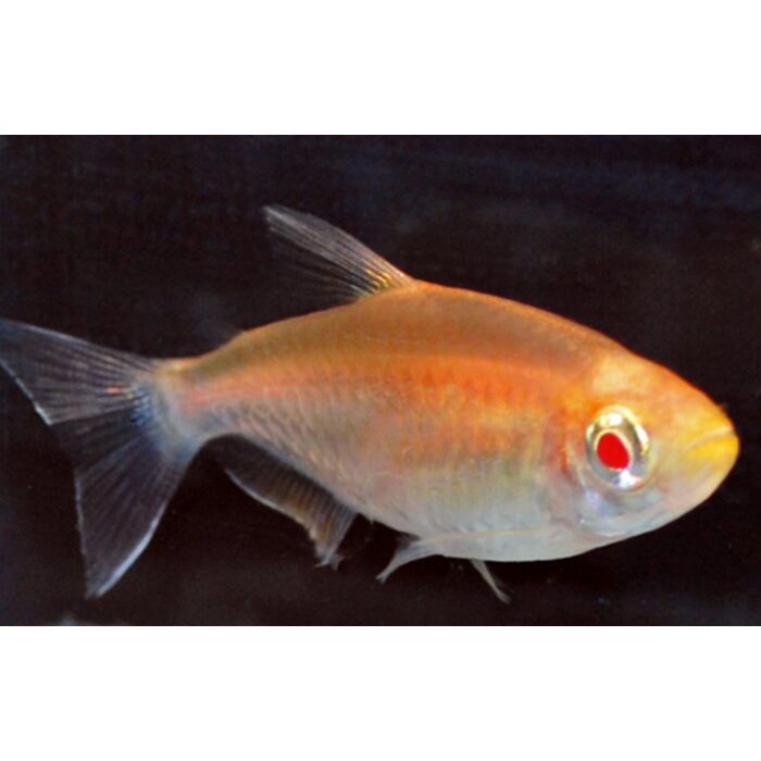 Phenacogrammus Interruptus Albino / Kongozalm Albino