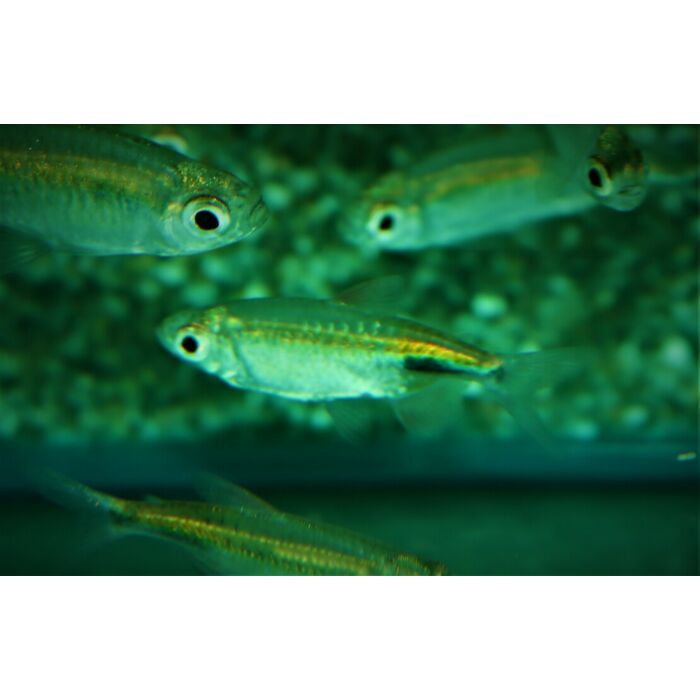 Hemigrammopetersius Pulcher / Afrikazalm Pulcher