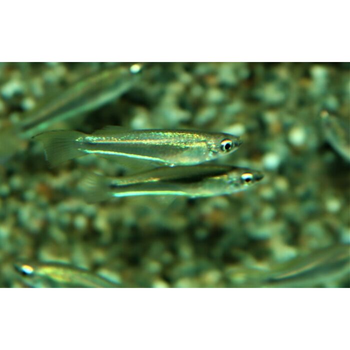 Plataplochilus Sp. Mayombe / Lichtoogje Mayombe