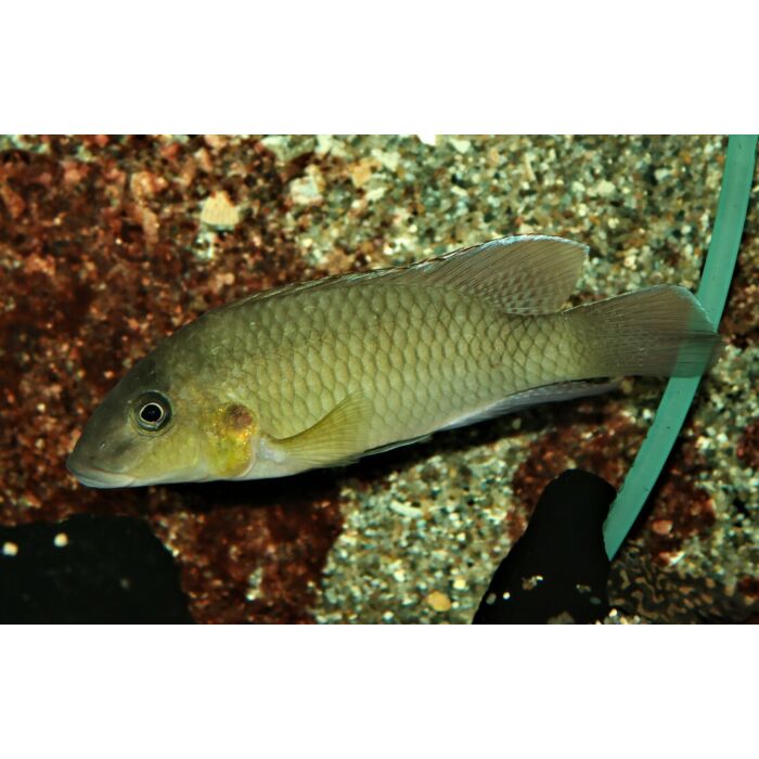 Chromidotilapia Mamonekenei / Cichlide Mamonekenei