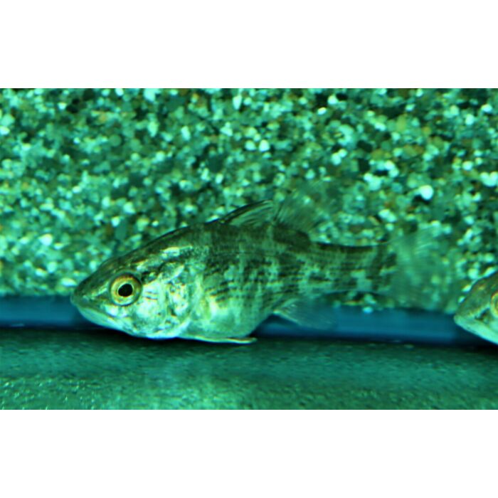 Glossamia Aprion / Kardinalbarsch