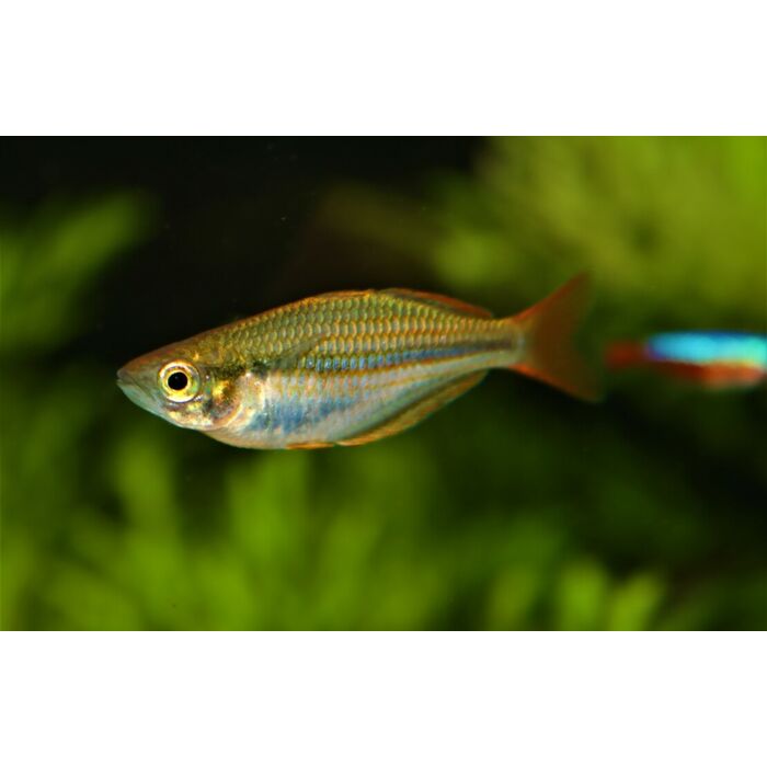 Melanotaenia Mairasi / Mairasi's Regenboogvis