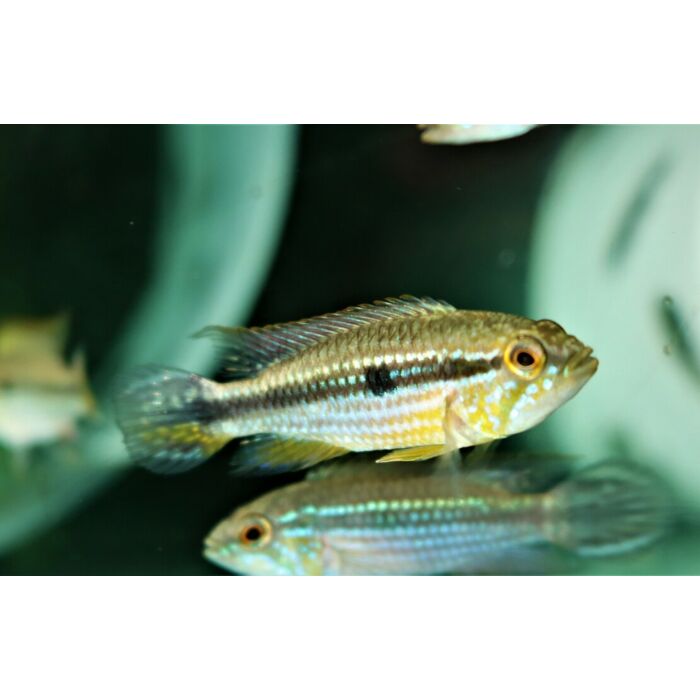 Apistogramma Agassizii Tefe / Gele Tefe Dwergcichlide