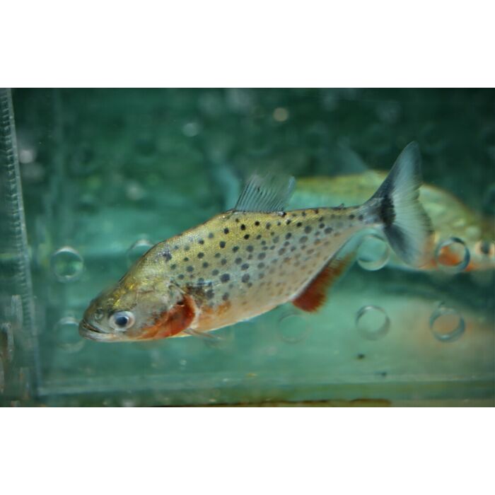 Serrasalmus Sanchezi / Robijn-Rode Piranha
