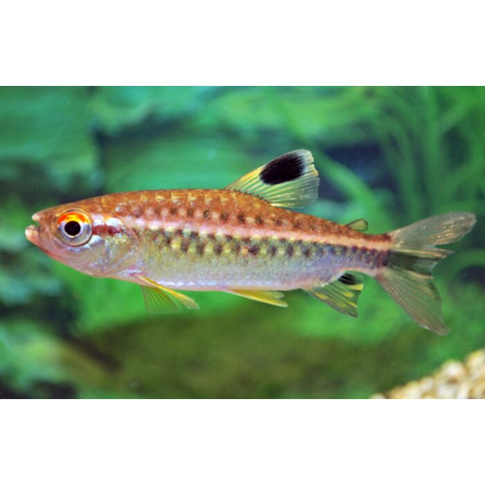 Arnoldichthys Spilopterus / Afrikanischer Rotaugenlachs