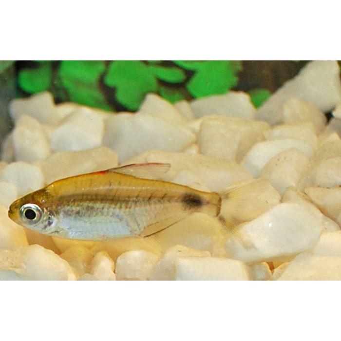 Bathyaethiops Greeni / Maanzalm Greeni