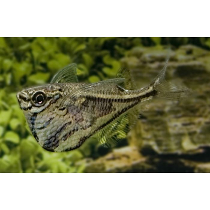 Carnegiella Strigata / Strigata Guyana