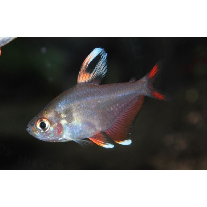 Hyphessobrycon Rosaceus / Whitefin Tetra